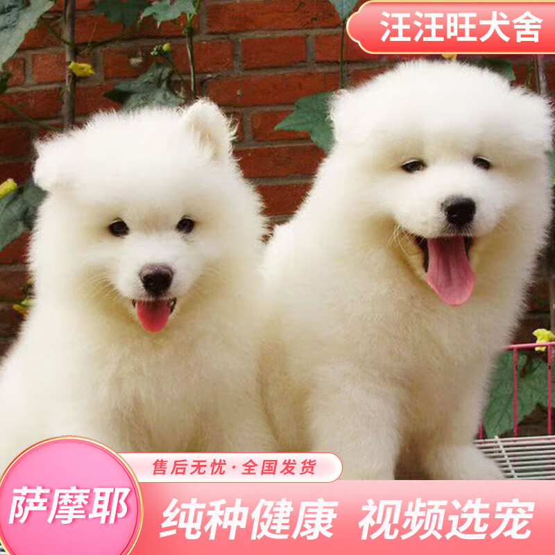 迈乐佳(maleejia)萨摩耶活体熊版 萨摩耶幼犬 幼崽狗狗活体 纯种雪橇