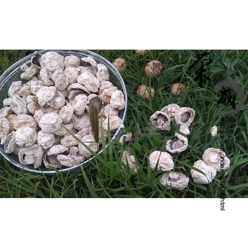多旺白蘑舌尖口蘑干货 张家口干口蘑菇新鲜草原白蘑菇250g