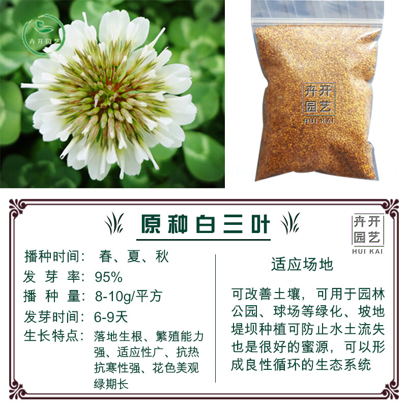 周金祥 进口种子别墅庭院白籽红三叶种子易种绿化种子车轴草 净籽白