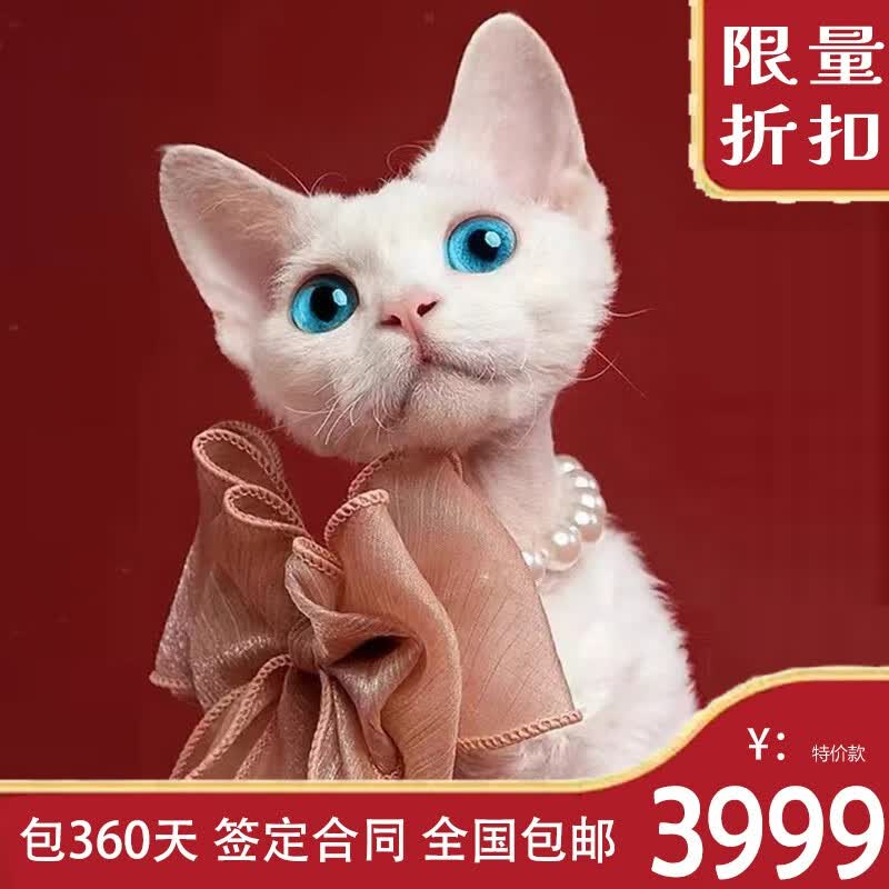 伊宠德文卷毛猫宠物猫活体幼猫短毛黑白蓝白纯黑乳