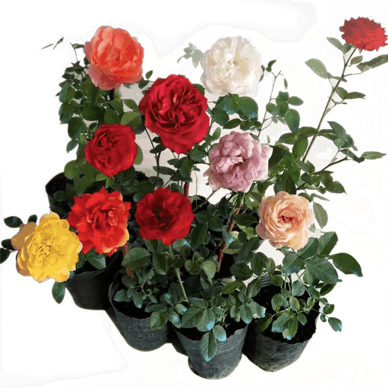 优质玫瑰花苗老桩四季开花价格趋势评测|致荟树品牌