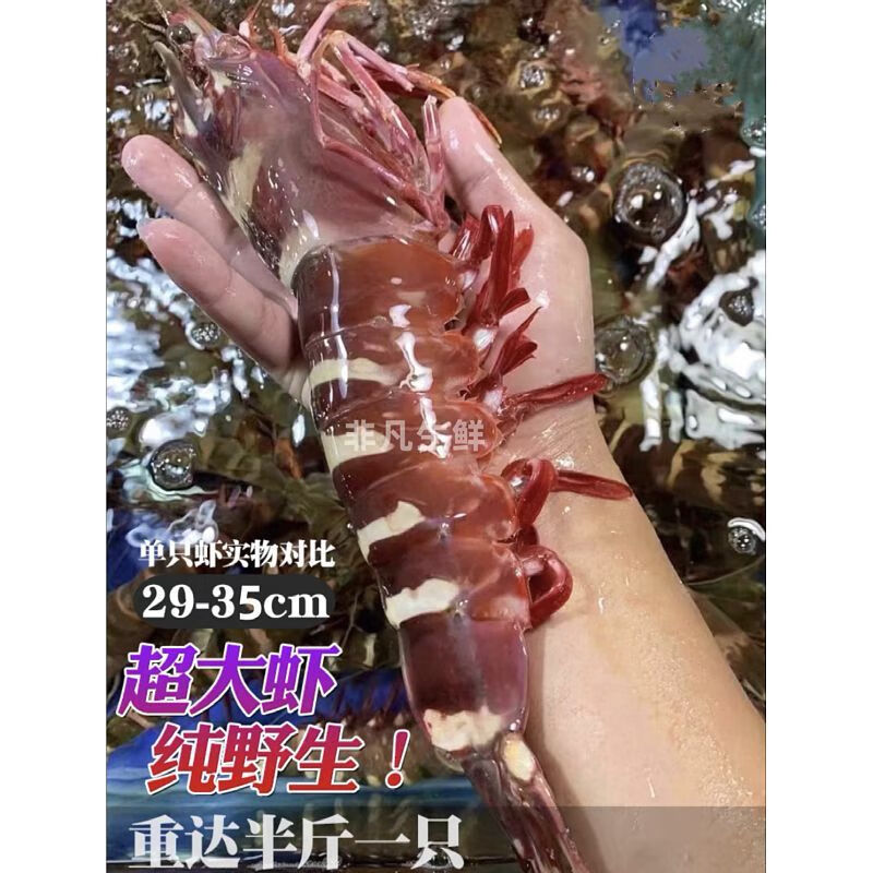 食豪锦大鬼虾红鬼虾特大海虾 口感超赞 紧实弹牙 35cm/只 1-1.