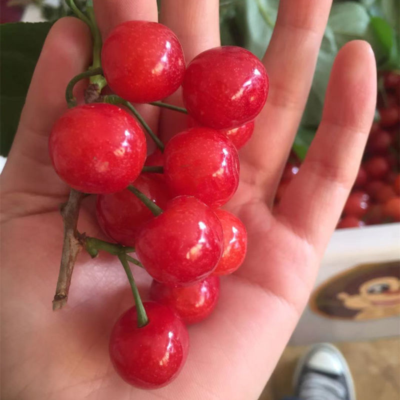 四川达州小樱桃 新鲜孕妇水果土恩特儿 现发小恩桃箱装团建送礼生鲜 2