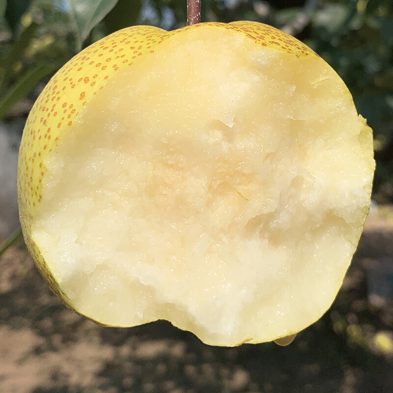 桃李村【jd物流】砀山梨水果新鲜当季整箱安徽雪花梨子脆甜生鲜团购