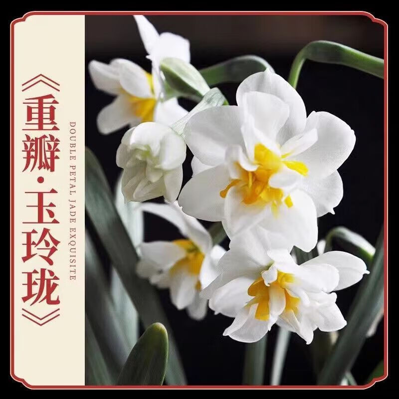 中梦 中梦水仙花盆栽耐寒室内水养种球水培年宵花花卉 单瓣【玉玲珑】