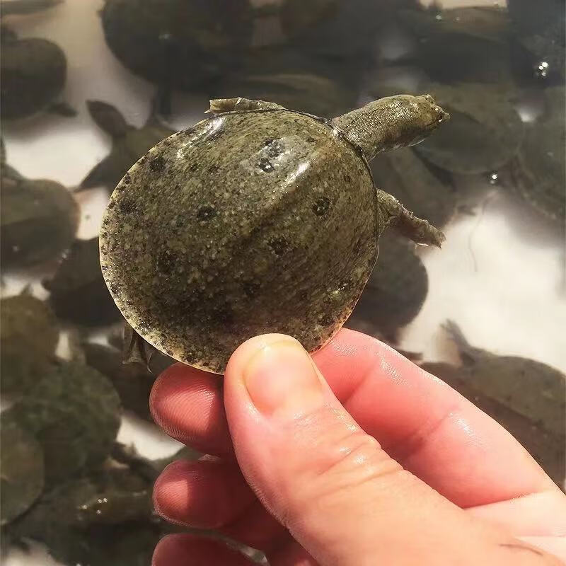 外塘生态中华甲鱼苗鳖苗鲜活团鱼苗王八苗包活包健康 10只甲鱼苗[公母