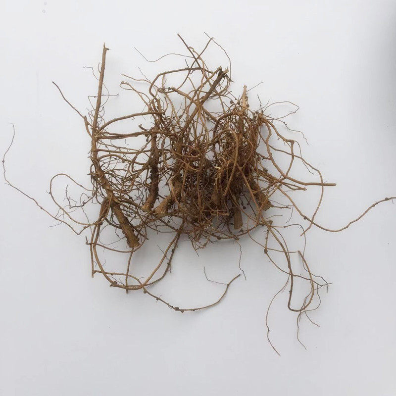 味巴哥花生根 花生根根不带花生茎花生的根花生的根头煲汤入100克 100