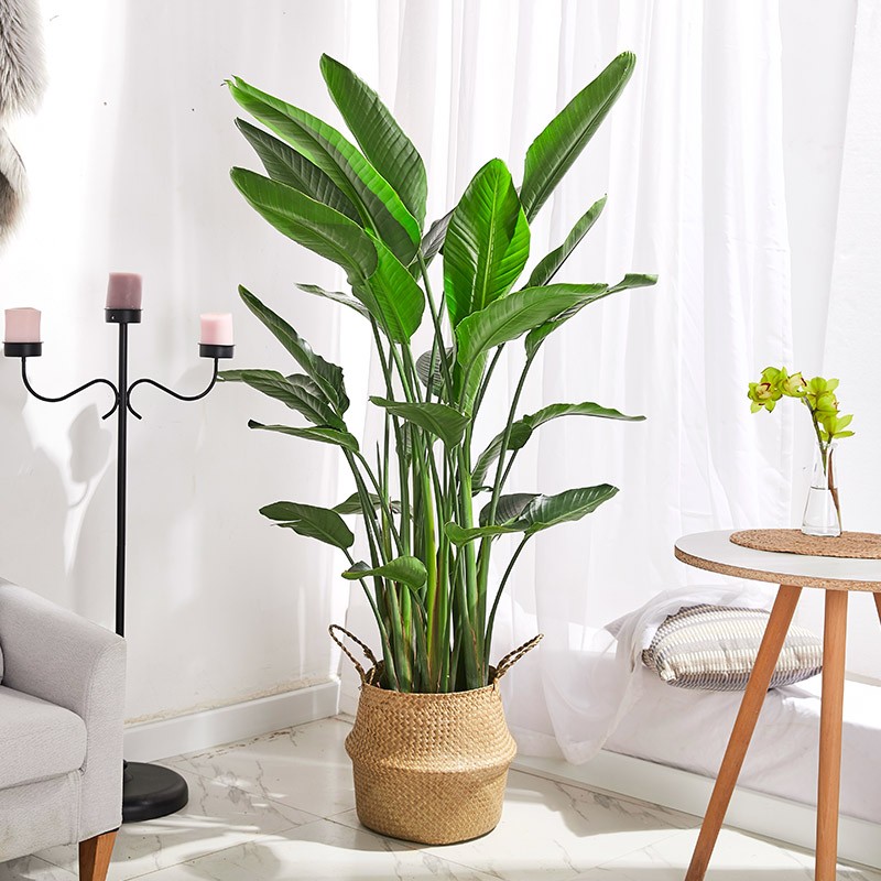 查询大型绿植价格最低|大型绿植价格历史