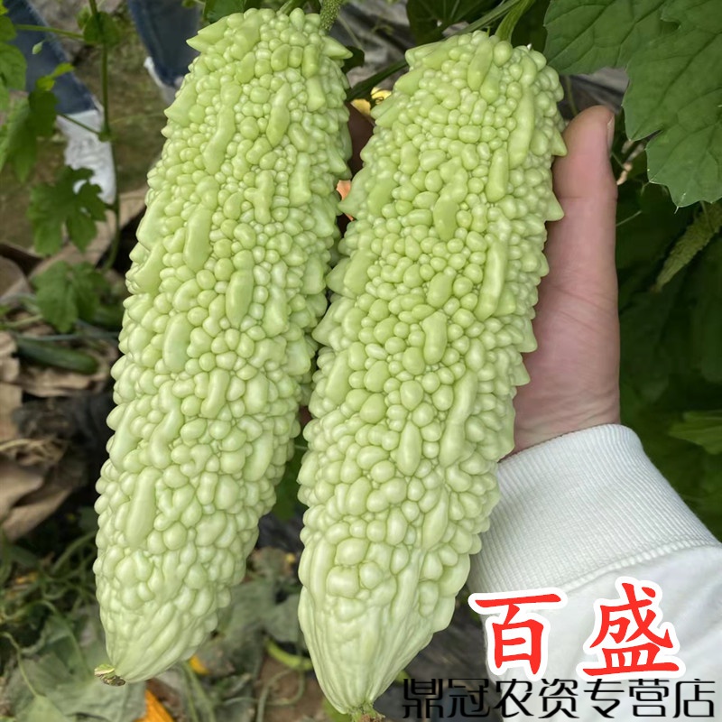 菜友白苦瓜种子珍珠苦瓜种籽早熟瓜长皮白肉厚高产蔬菜四季-百胜 百胜