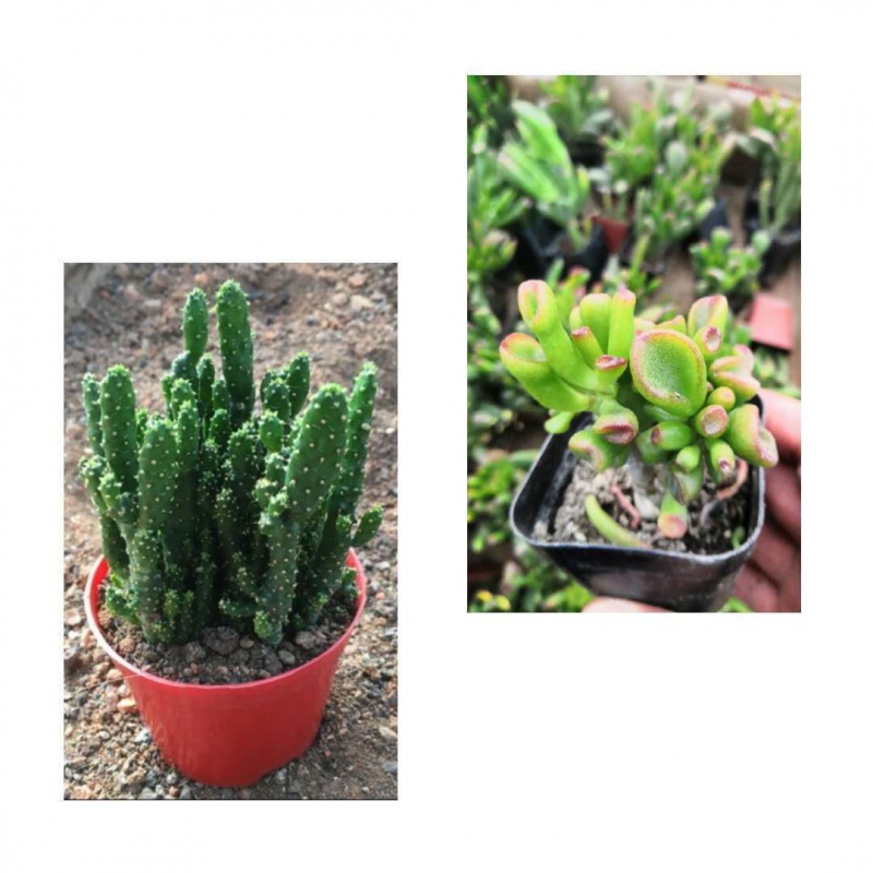 【精选】奔龙多肉植物组合赵波番杏科办公室内桌面盆栽肉肉花卉 手 吸
