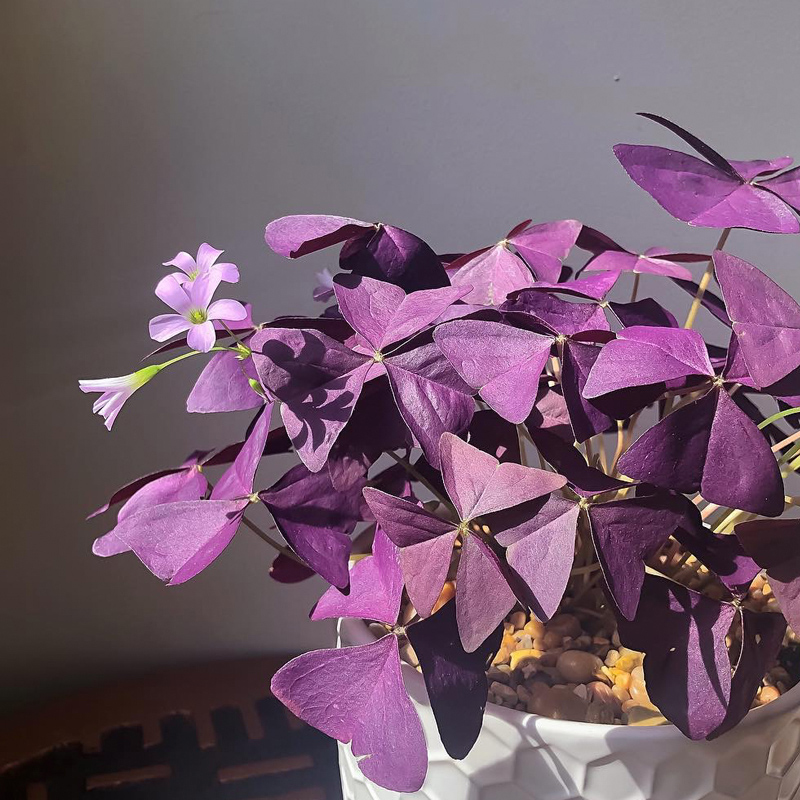 酢浆草 相关京东优惠商品 价格图片品牌优惠券 虎窝购