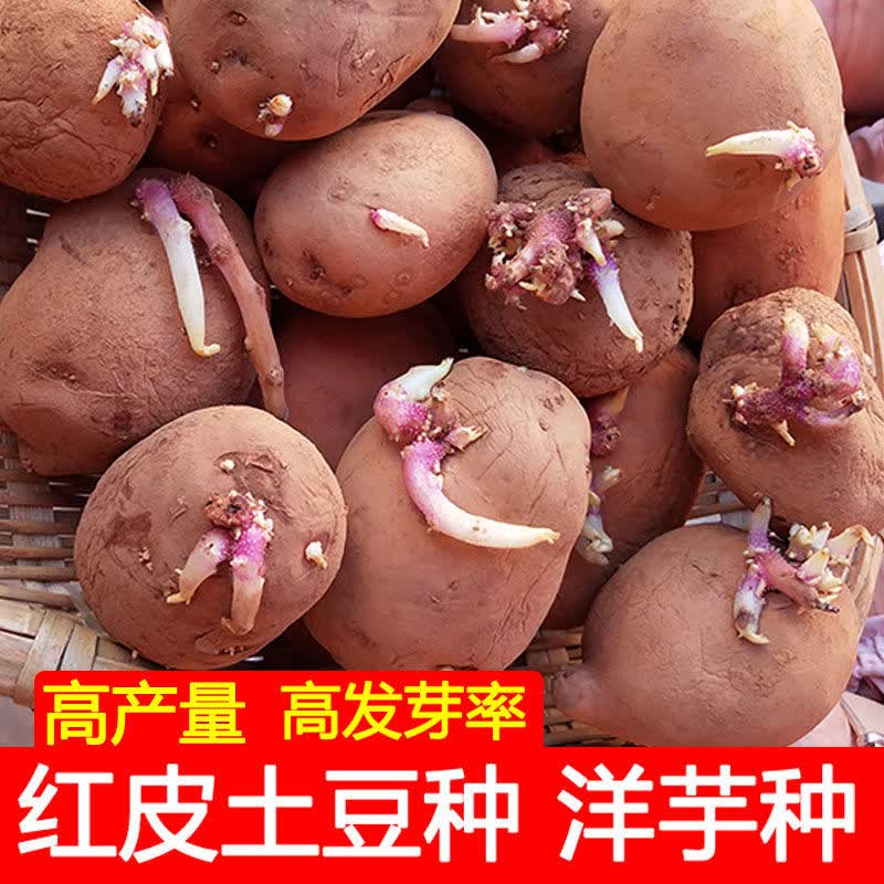 囧仙子土豆种云南红皮黄心土豆种子洋芋种高产高发芽率马铃薯新鲜土豆