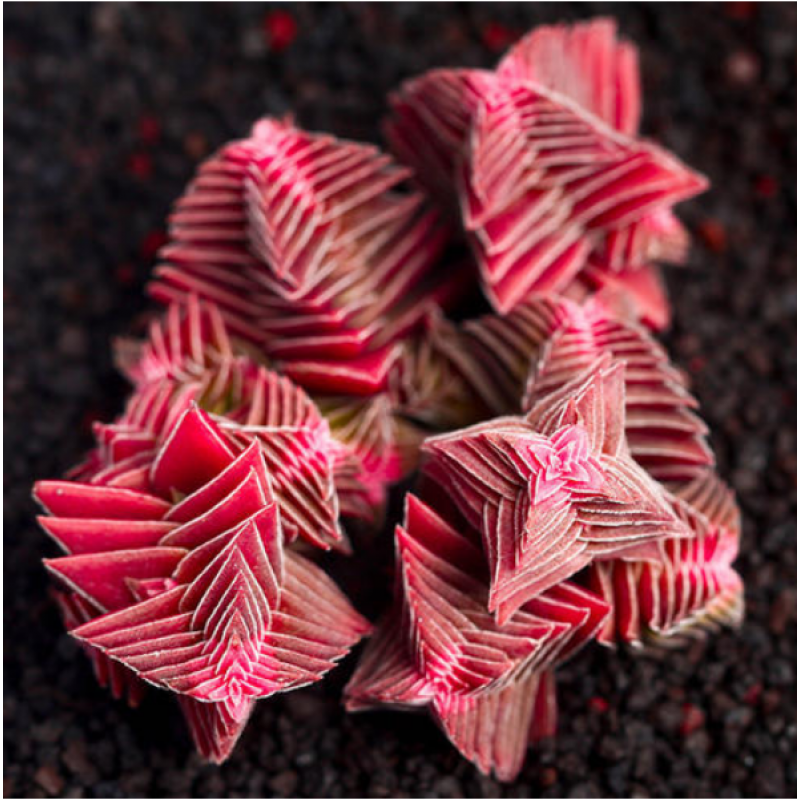 茜之塔多肉植物茜之塔锦容易爆盆的多头群生花卉含盆带土新绿盆栽 茜