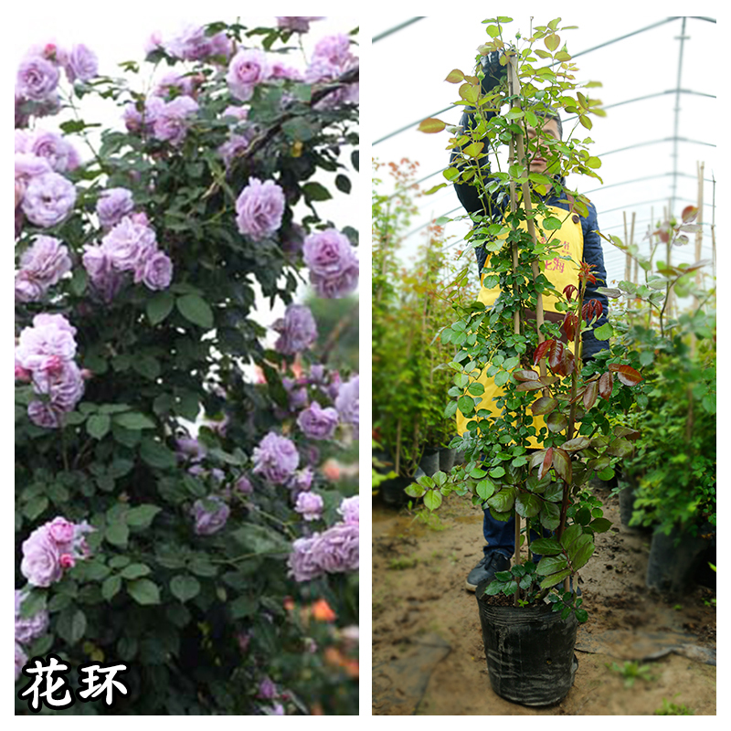 欧月龙沙宝石月季花盆栽带花苞 薰衣草花环(藤本)2米以上 含盆