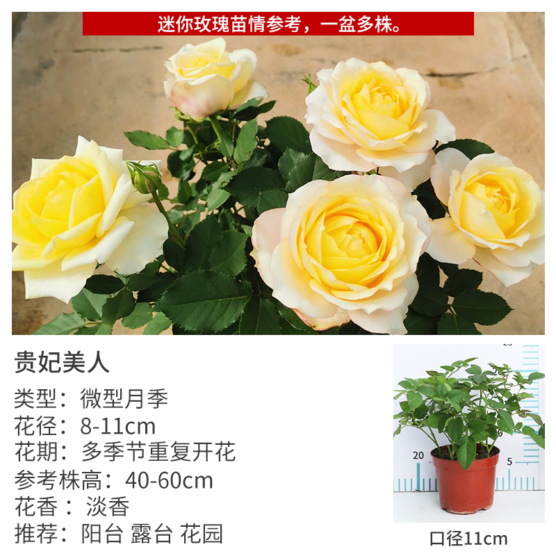 灌木月季爬藤花苗阳台盆栽庭院花园地栽玫瑰四季开花植物 贵妃美人