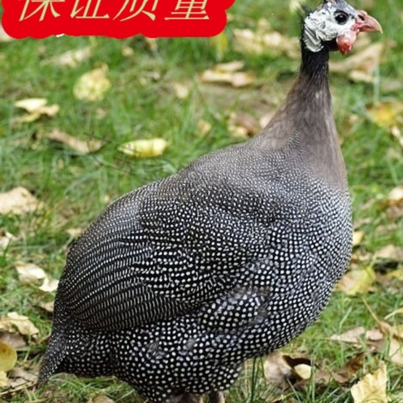 珍珠鸡1只母 珍珠鸡1只母鸡