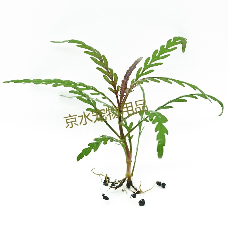 鱼缸造景中后景草淡水植物活羽裂水蓑衣雨裂草雨蝶前草阴性有茎类 羽
