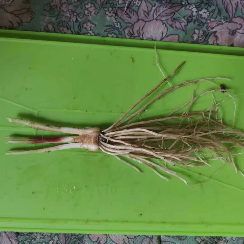 江影清新鲜现挖紫根宽叶大叶韭菜根苗韭菜根 3颗试种 不易活