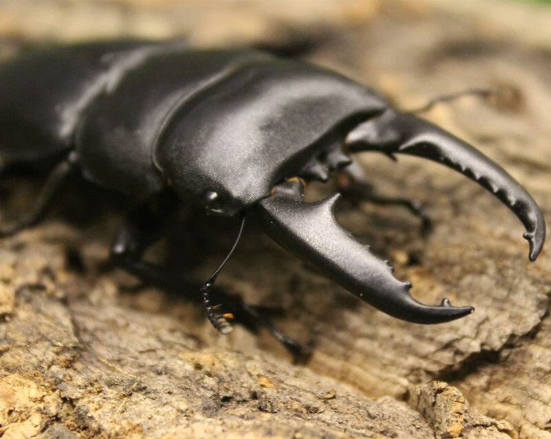 大扁锹甲 甲虫成虫锹形虫昆虫独角仙长戟毛象大兜虫 中华大扁锹母虫