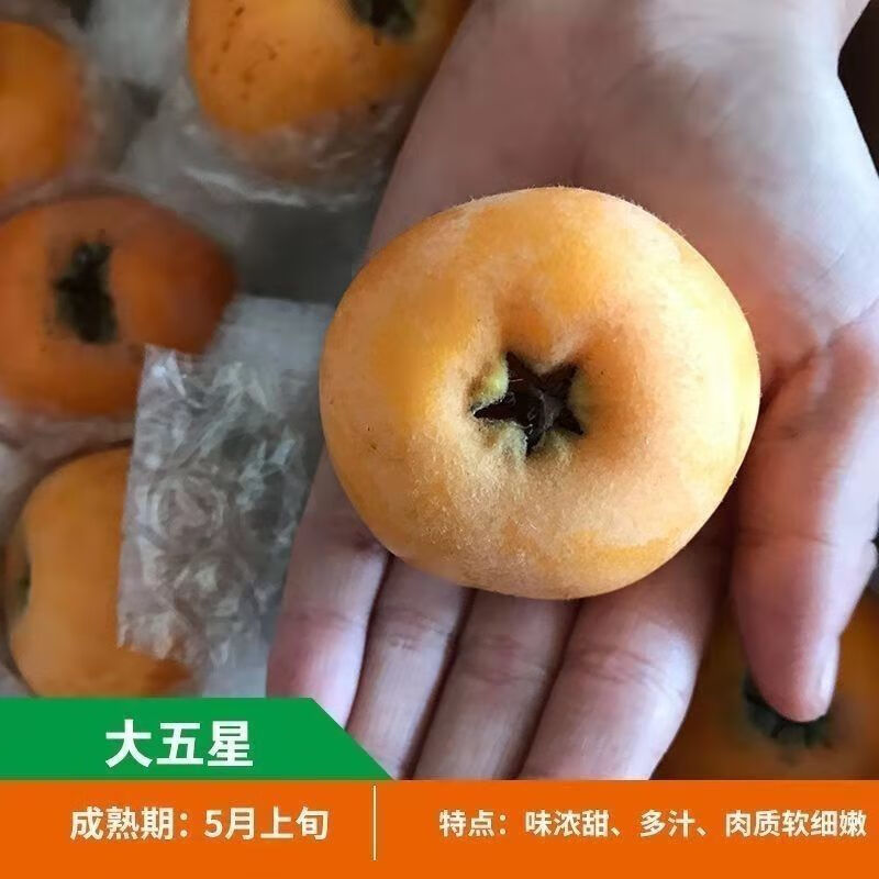 大五星枇杷树苗盆栽地栽无核砂糖枇杷果树苗南方北方种植当年结果 大