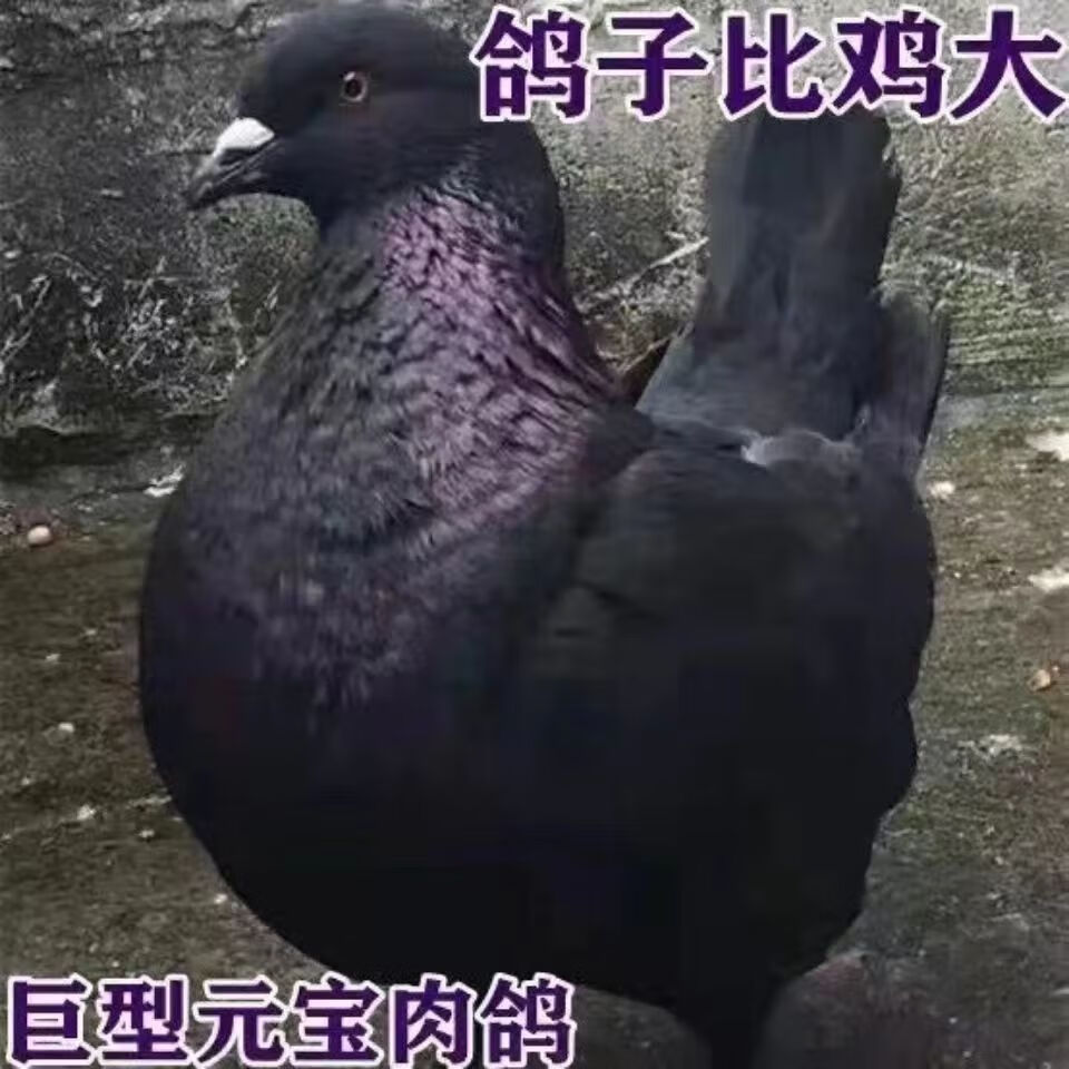 特大活物一对纯种元宝鸽大体鸽子巨型肉鸽种鸽活体包下蛋包活 黑色