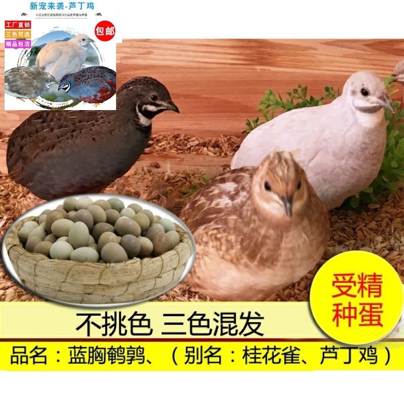 kjhgf蓝胸种蛋芦丁鸡种蛋受精蛋种蛋蓝胸种量多受精蛋【12月20日发完