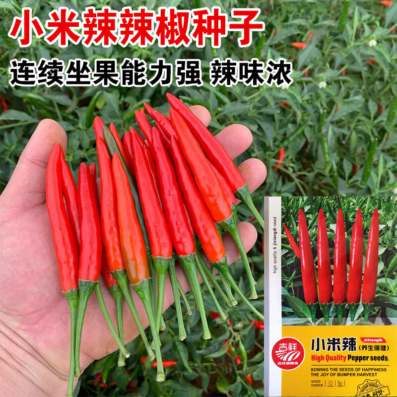 红人迷小米辣种子 农田菜园中熟老果大红辣味香浓单生朝天椒辣椒蔬菜