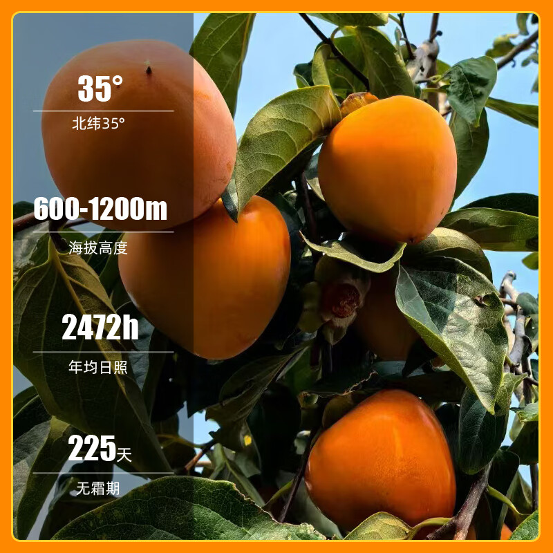 秦品堂陕西富平柿饼 吊柿饼流心柿饼独立包装特级头茬农家自制霜降柿饼 特大果礼盒2斤【JD配送】