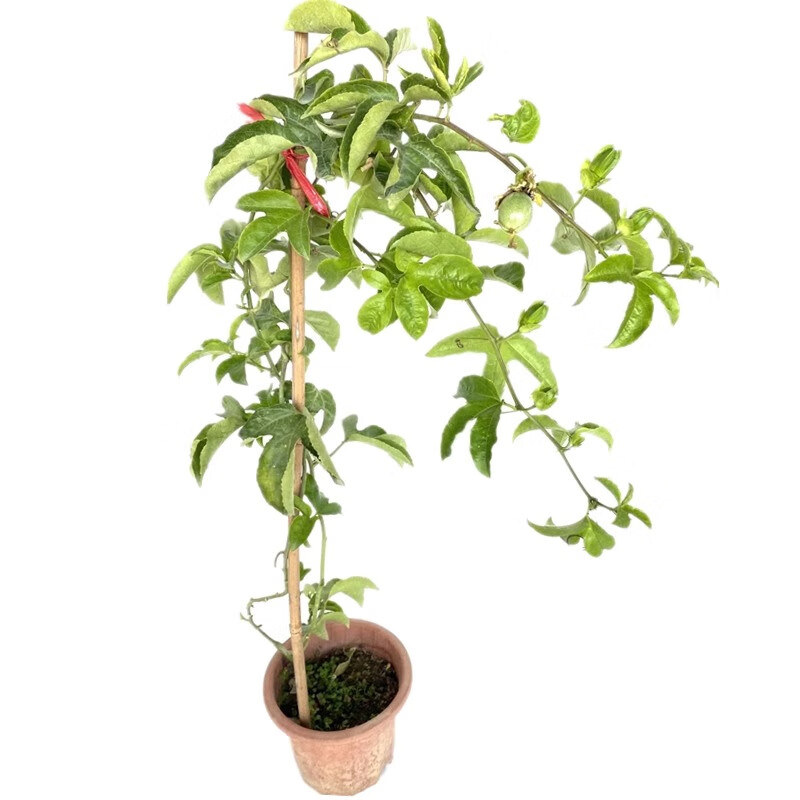 容彩百香果苗树百香果树果苗纯甜钦蜜四季百香果树苗特大爬藤南方种植