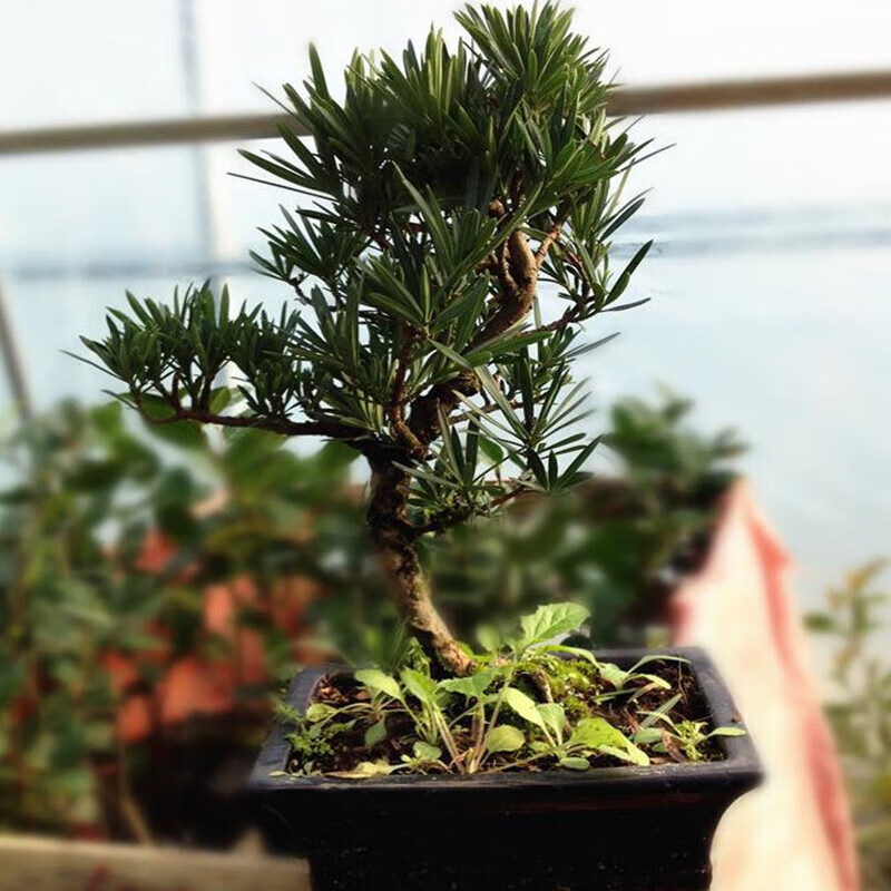 苏鲁雅卉罗汉松树苗造型盆景球型植物庭院阳台室外耐寒绿植四季常青