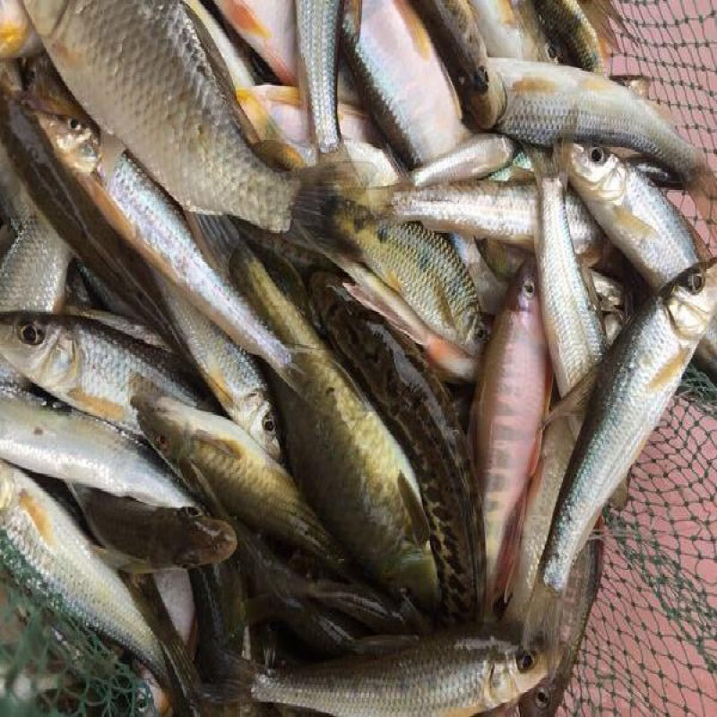 lism苏北淡水湖特产原生态麦穗鱼小河鱼河杂鱼河鲜小溪鱼山坑鱼味 三