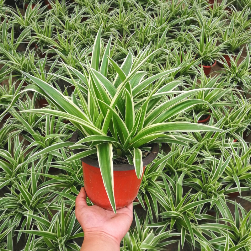 盆栽植物室内金心吊兰垂吊耐寒绿植 金边吊兰180# 不含盆