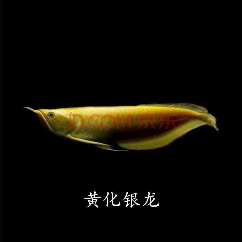 金龙鱼活体鱼苗蓝底过背金头金龙黄化银龙鱼活体鱼苗高背金龙鱼sqian