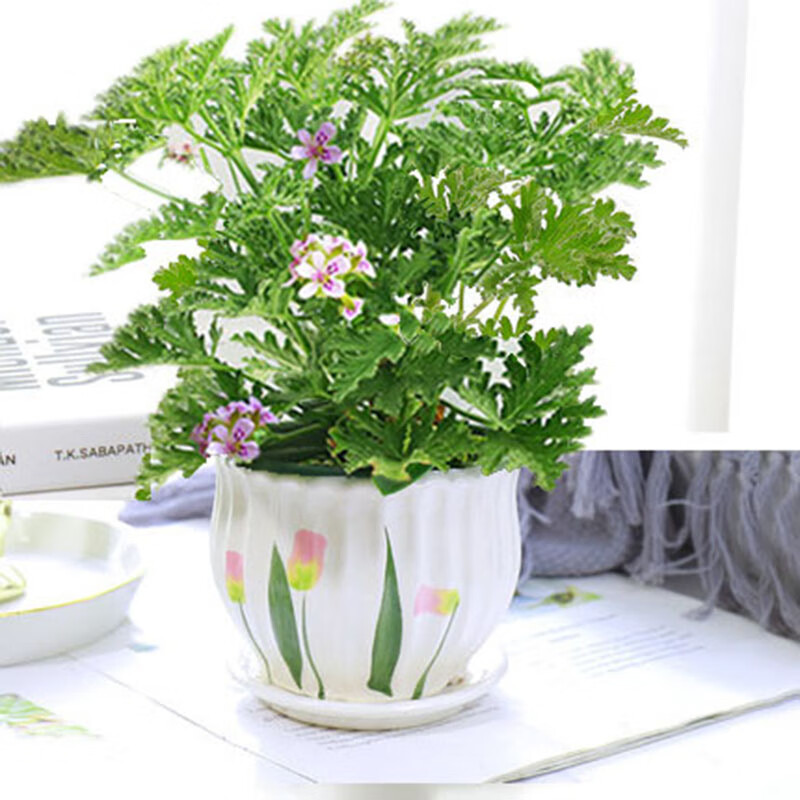 驱蚊虫植物 驱蚊草 室内防蚊香草绿植花卉香叶天竺葵 懒人盆栽花卉