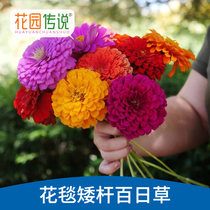 花园传说百日草种子100粒*2包花卉种子家庭盆栽