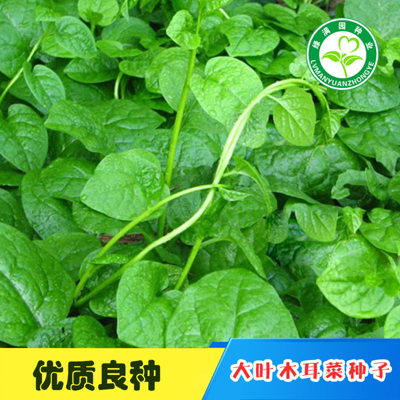 绿色无公害蔬菜大叶木耳菜种子 蔬菜种子大叶木耳菜种子商品性好 10