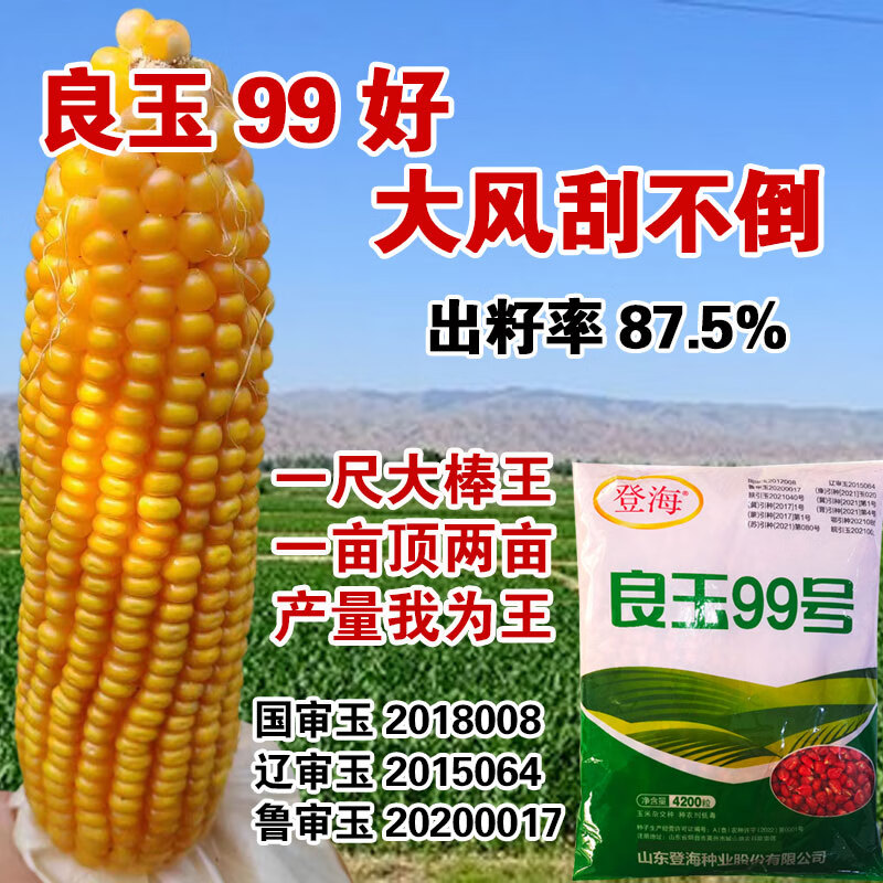 良玉99号玉米种子郑丹958玉米籽京科 国审稳产大田早熟大棒杂交孑