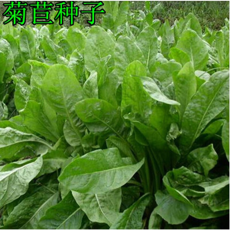 香葶苑 将军菊苣种子高产肥猪菜种子 菊苣牧草种子 鸡鸭鹅鱼兔爱吃