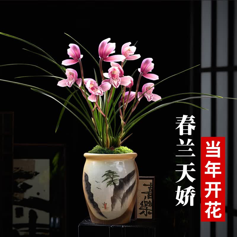 劉閣蘭花春兰粉花天娇 兰花盆栽带花苞客厅室内好养花卉绿植物 天骄2苗连体送肥 当年上花