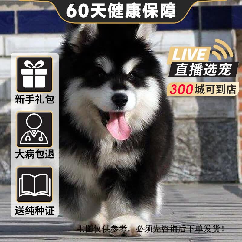 旺狗财猫阿拉斯加犬阿拉斯加雪橇犬大型犬阿拉斯加犬巨型熊版 血统级 公高性价比高么？