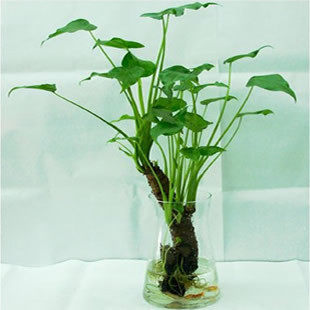 水培滴水观音 千手观音花卉植物 室内土培花卉桌面花卉阳台绿植 千手