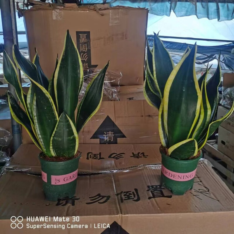 霸王虎皮兰20-30厘米一盆3棵