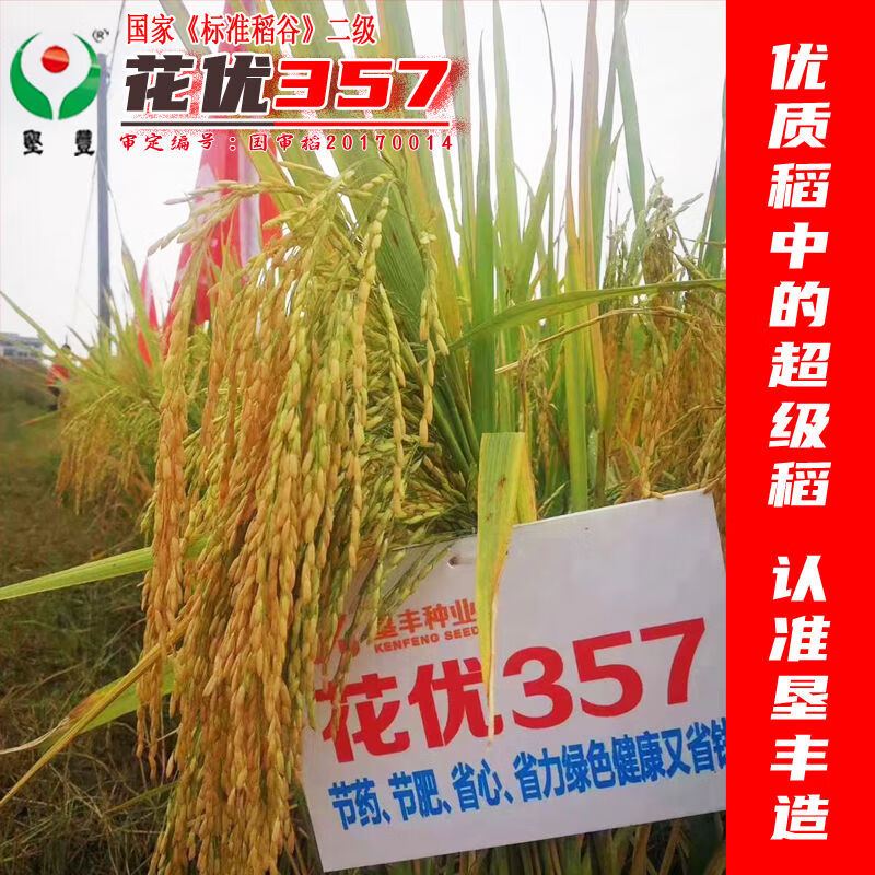 稻玉丰农业杂交水稻种子花优357五香稻米饭好吃口感软糯 花优357水稻