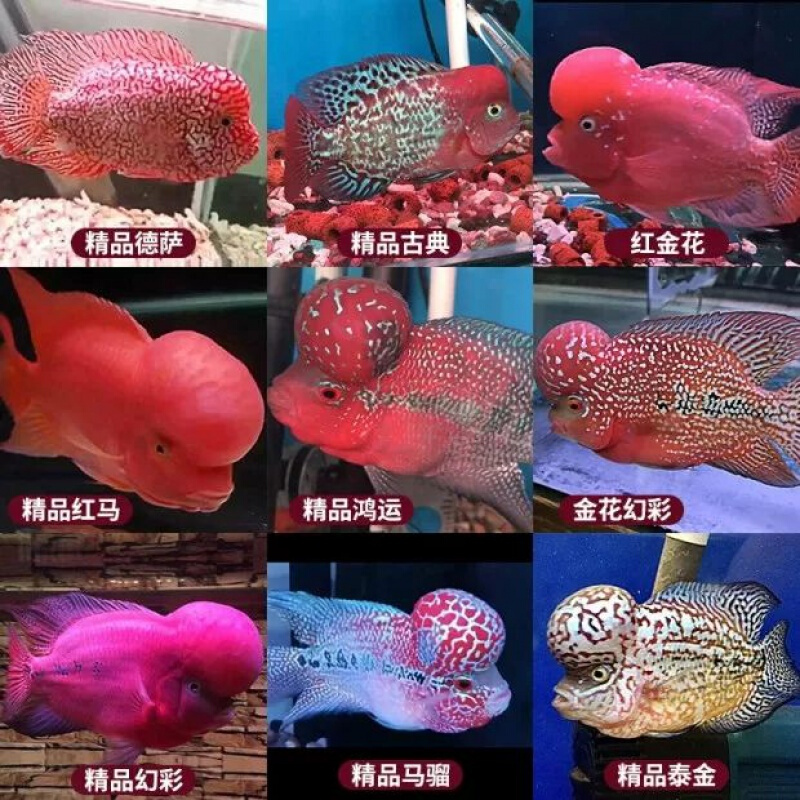 铭心【店铺推荐】水族热带观赏热鱼泰国进口罗汉鱼苗鸿运当头金花马骝