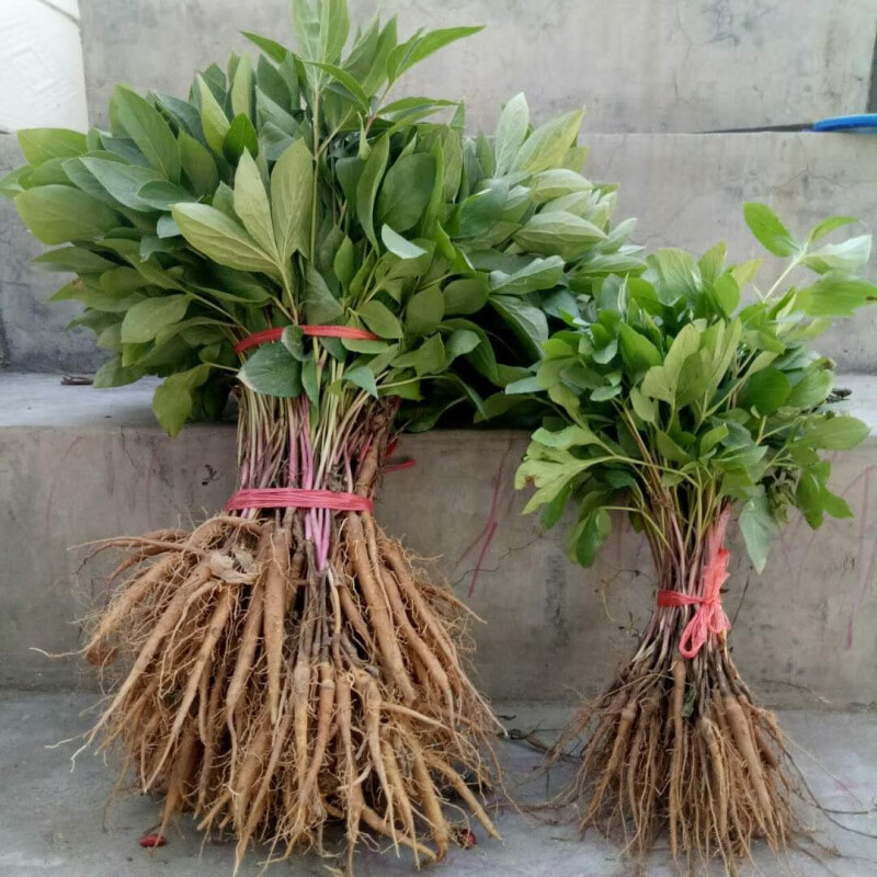 芍药花树苗白芍苗赤芍苗盆栽地栽庭院观花多年生南北方种植中药材