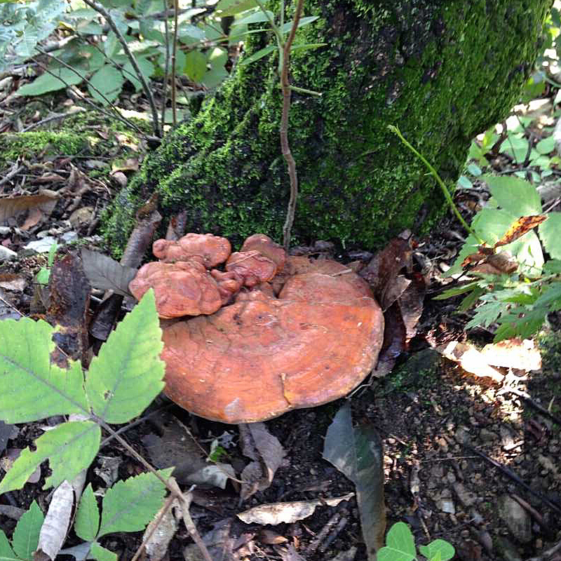 灵芝 神农架整枝赤芝 特大天然野生赤灵芝王 500g·**