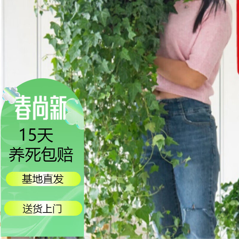 常春藤盆栽垂吊兰室内阳台长青藤蔓悬挂水培绿植物爬藤z9 165#加仑吊盆×1盆  防漏水 含盆