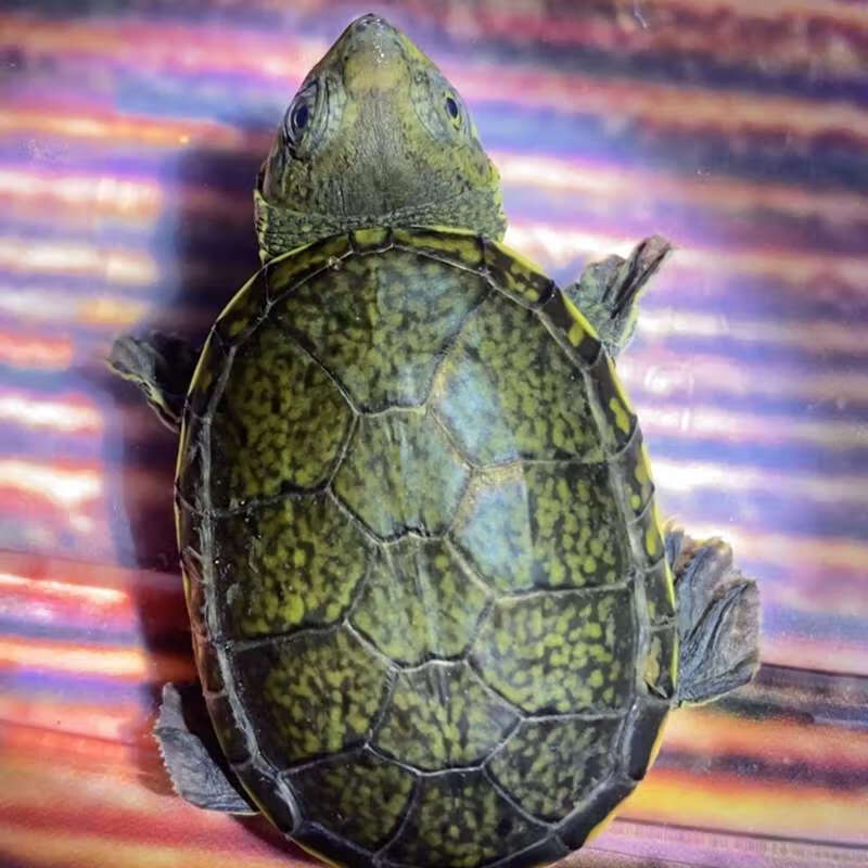 窄桥蛋龟成年图片