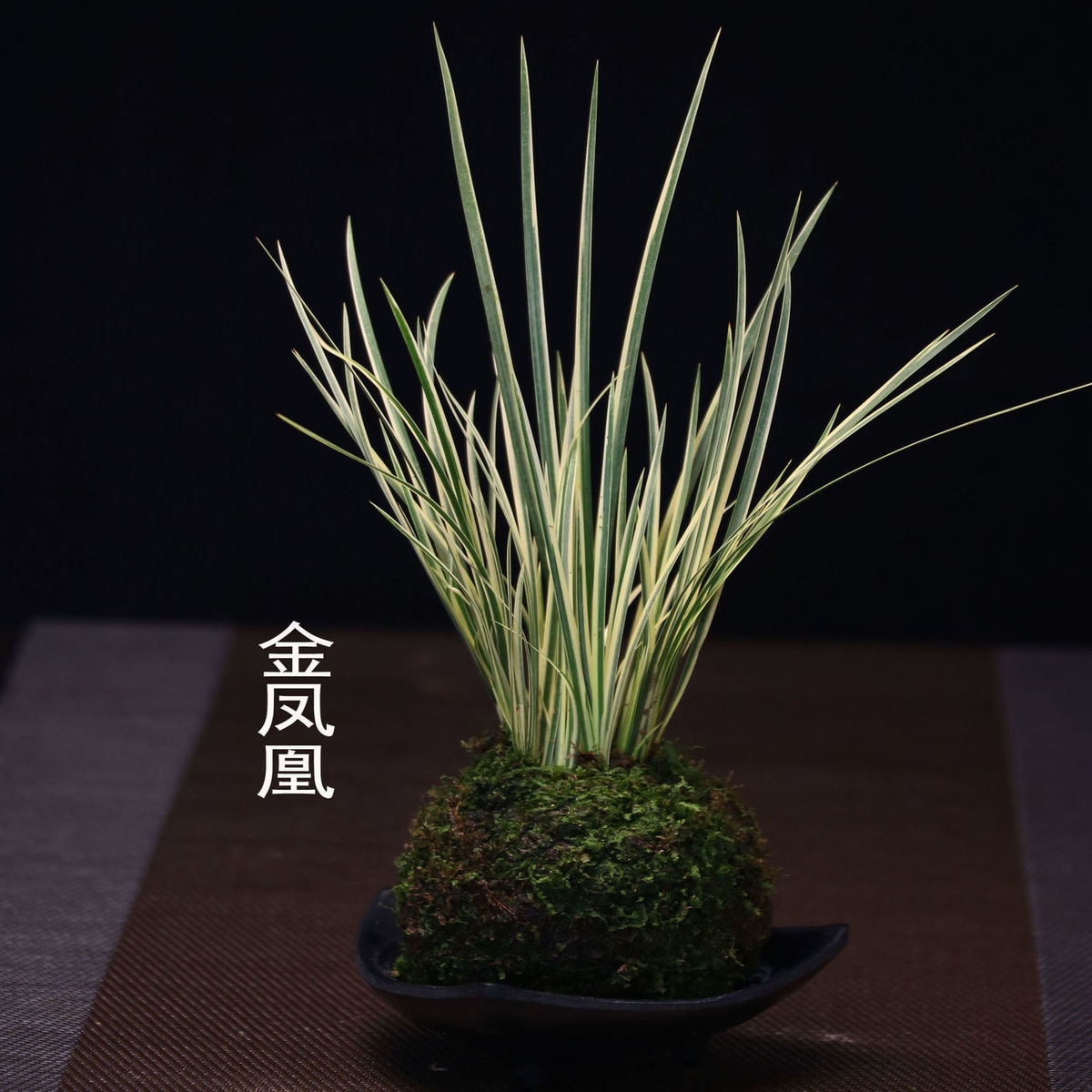 苔玉 相关京东优惠商品 价格图片品牌优惠券 虎窝购