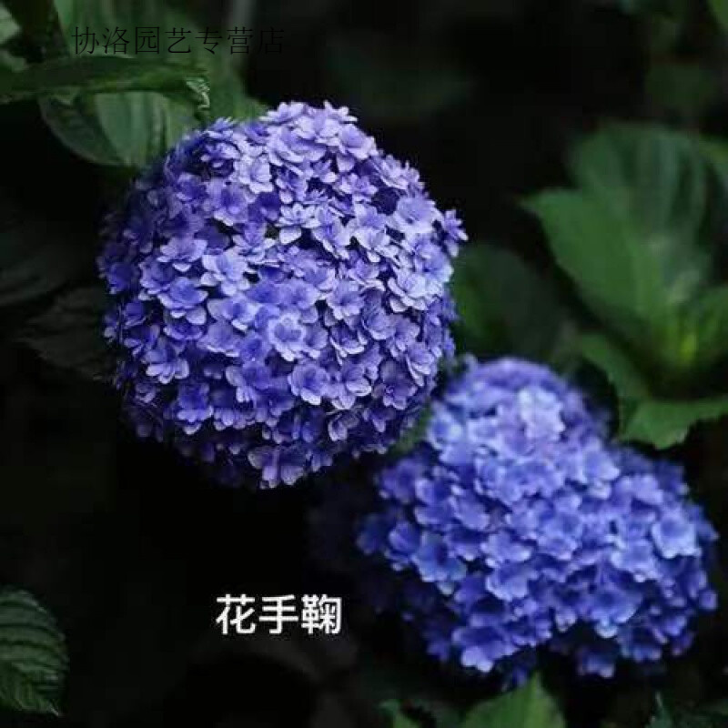 花手 相关京东优惠商品潜力升序排行榜 价格图片品牌优惠券 虎窝购